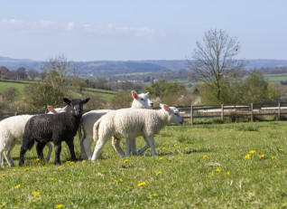 Farm Stay | Cwmcrwth Farm & Holiday Cottages in Wales