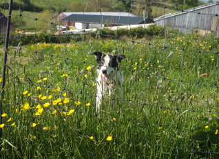 Pet Friendly Holidays at Cwmcrwth Farm & Holiday Cottages in Wales