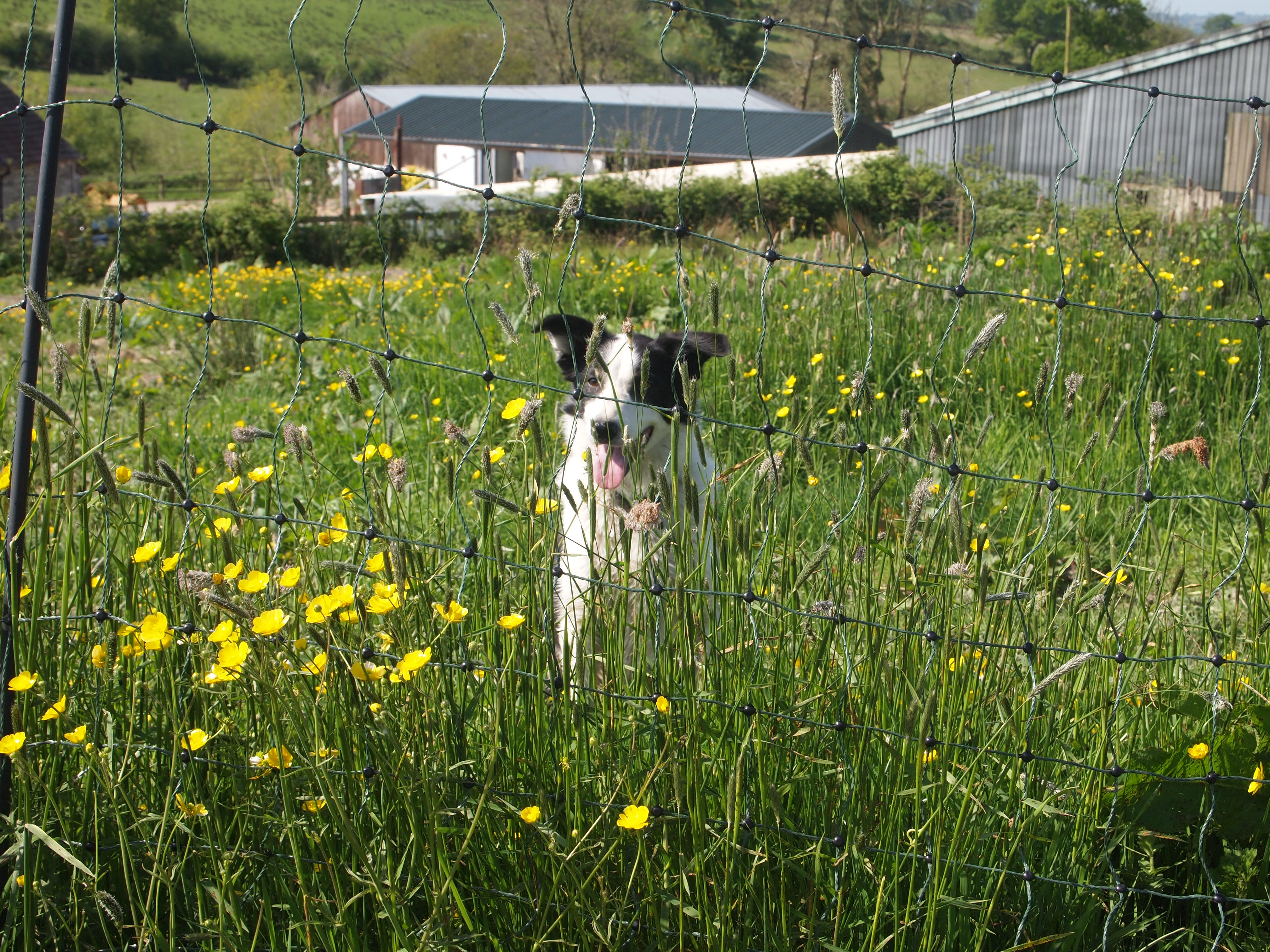 Pet Friendly Holidays at Cwmcrwth Farm & Holiday Cottages in Wales