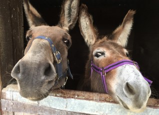 Donkeys